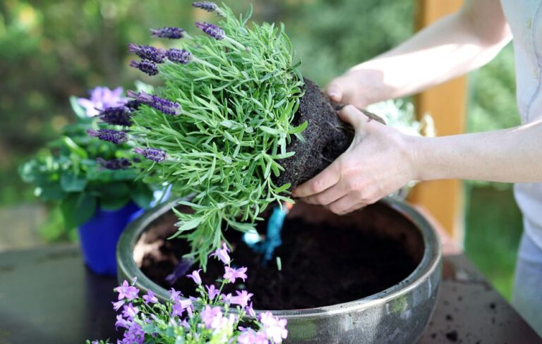 How To Select The Perfect Size Nursery Container For Your Plants?